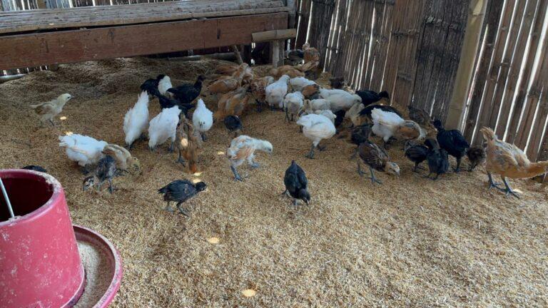 Lees meer over het artikel Ook project in Nong Khai zet in op kippen en paddenstoelen