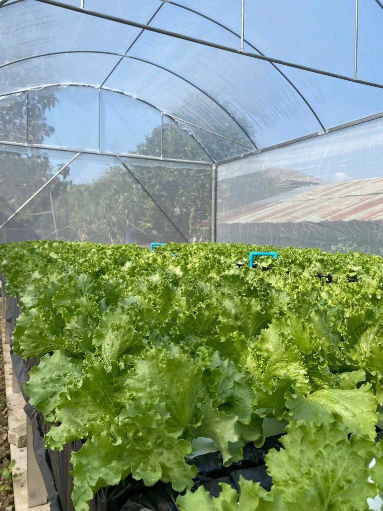 Lees meer over het artikel Wildflower Home trekt volop kaart van biologische landbouw